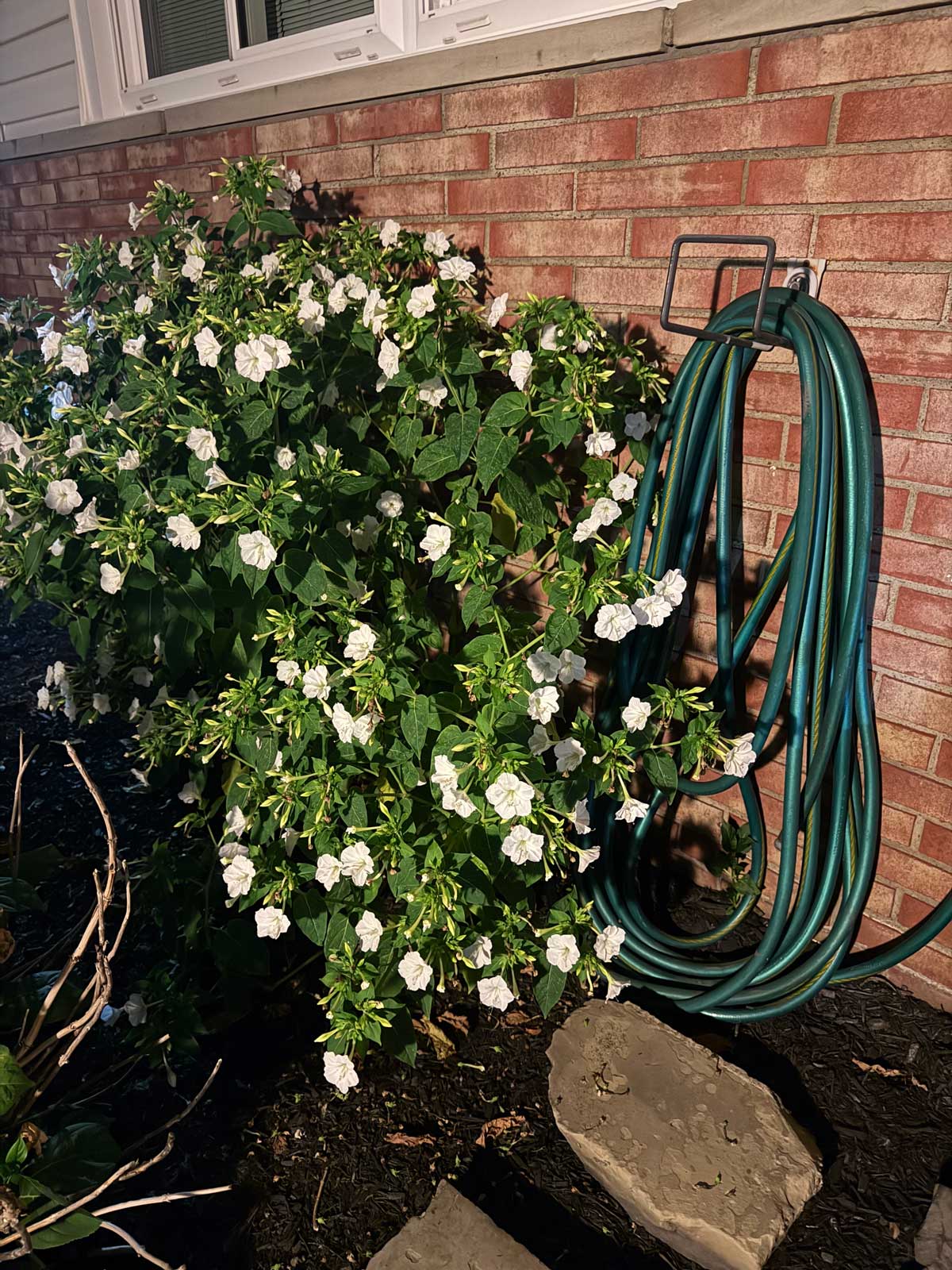 4 oclock plant that came back after a bad winter up against a brick wall