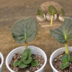 10 Houseplants to Propagate with just leaves featured image single leaf propagation