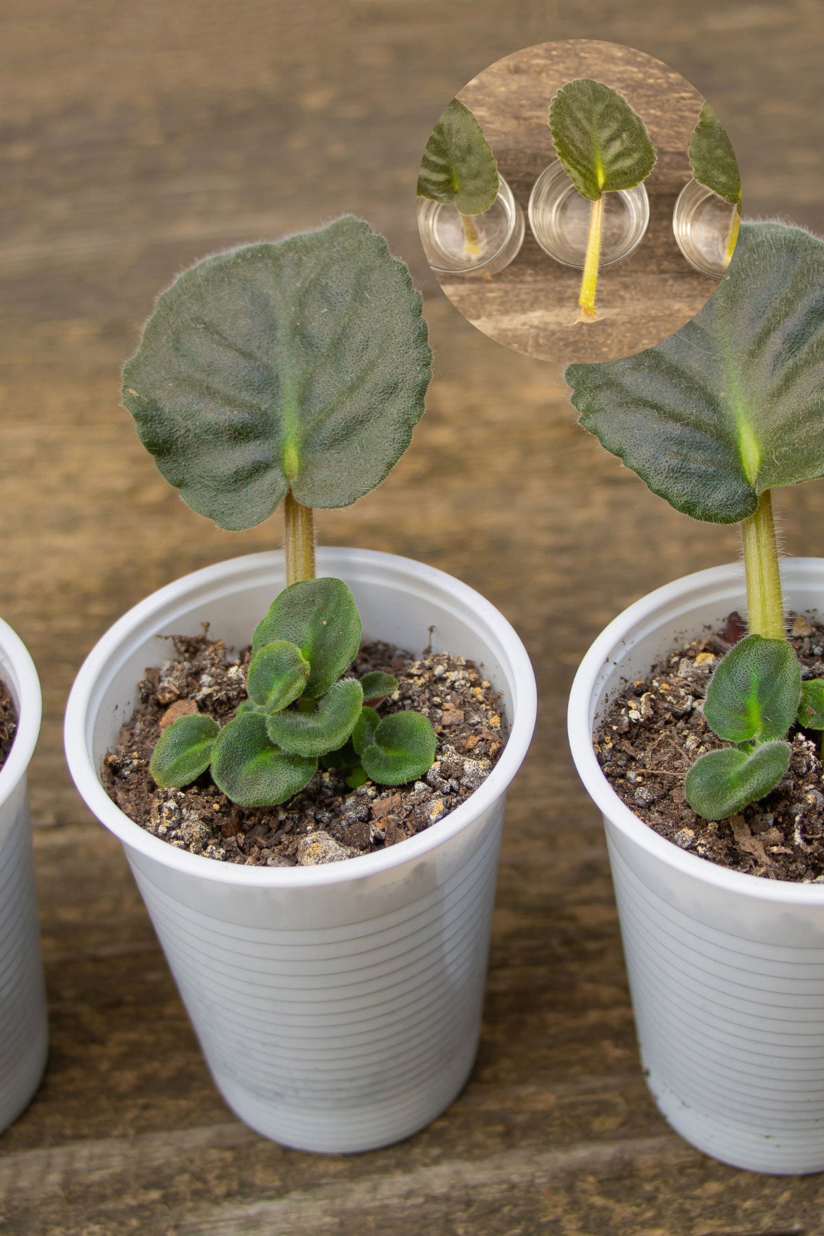 propagating african violet with a leaf