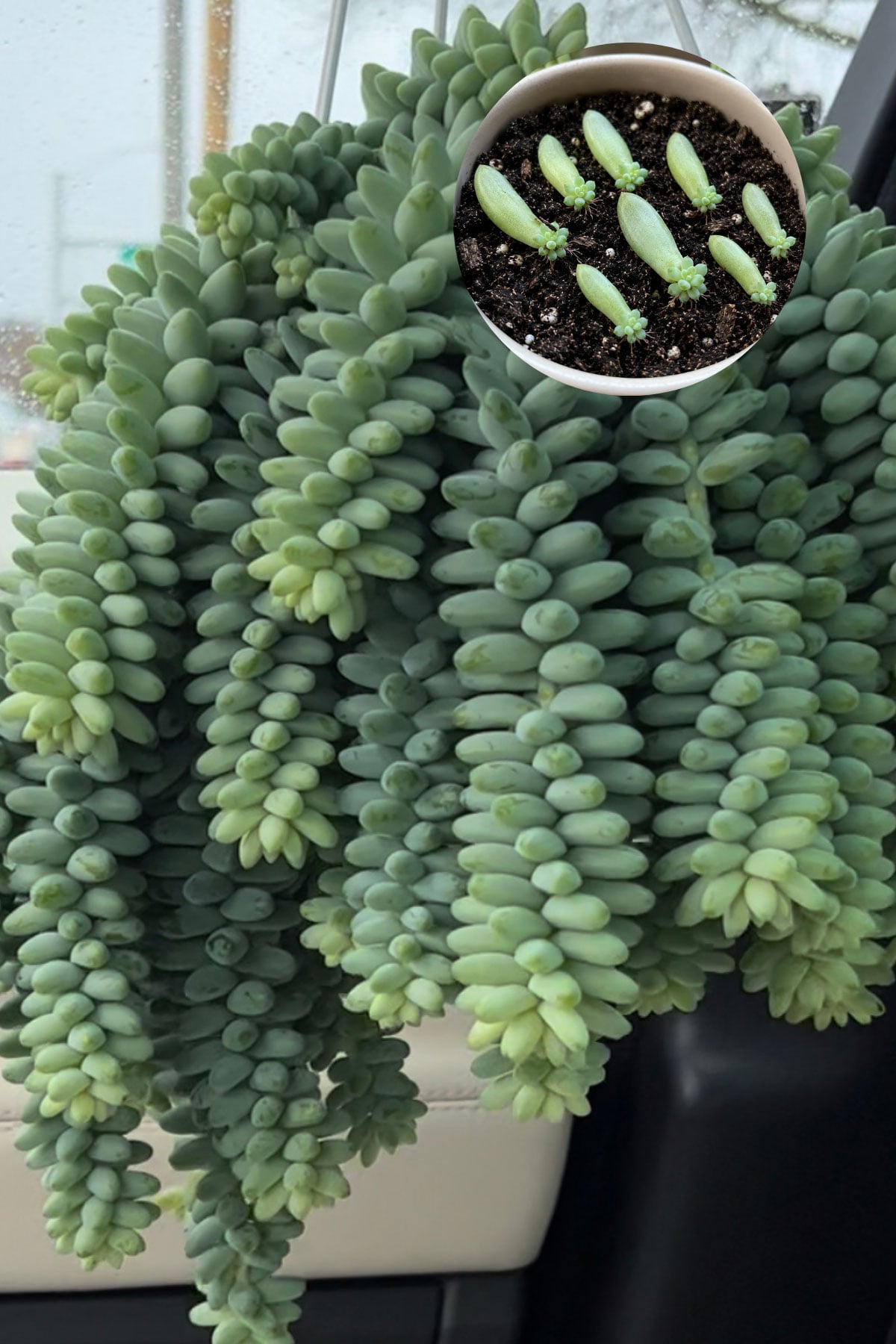 propagating burro's tail with a leaf
