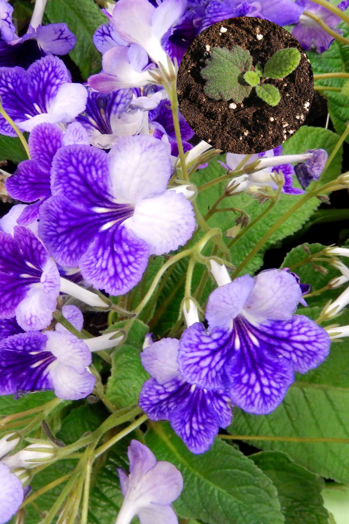 propagating cape primrose with a leaf