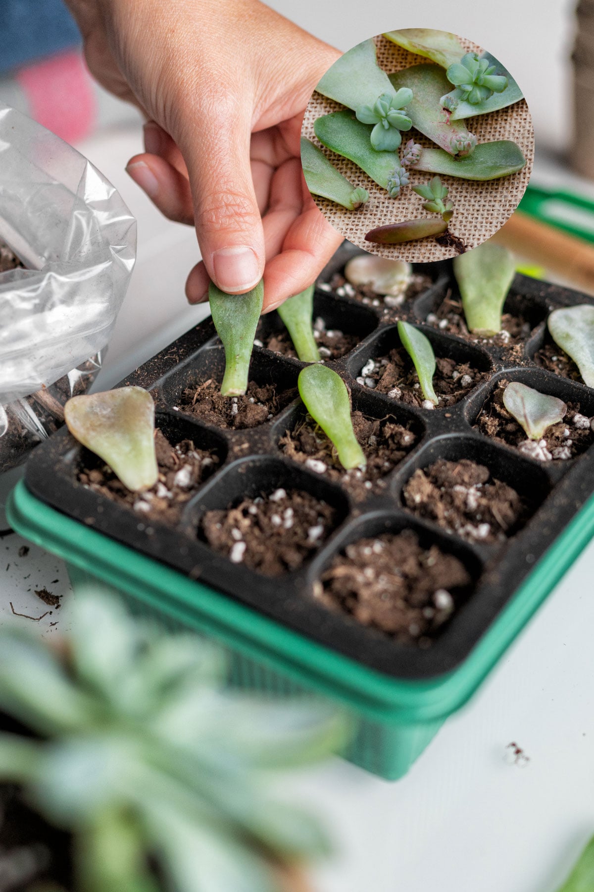 propagating echeveria with a leaf