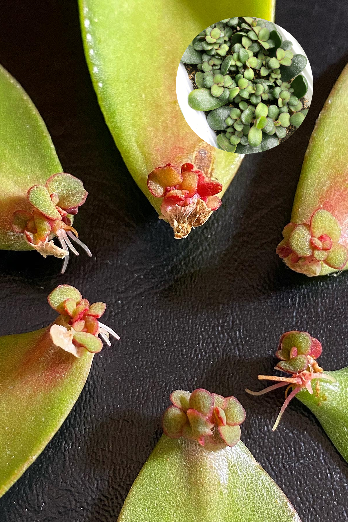propagating jade with a leaf