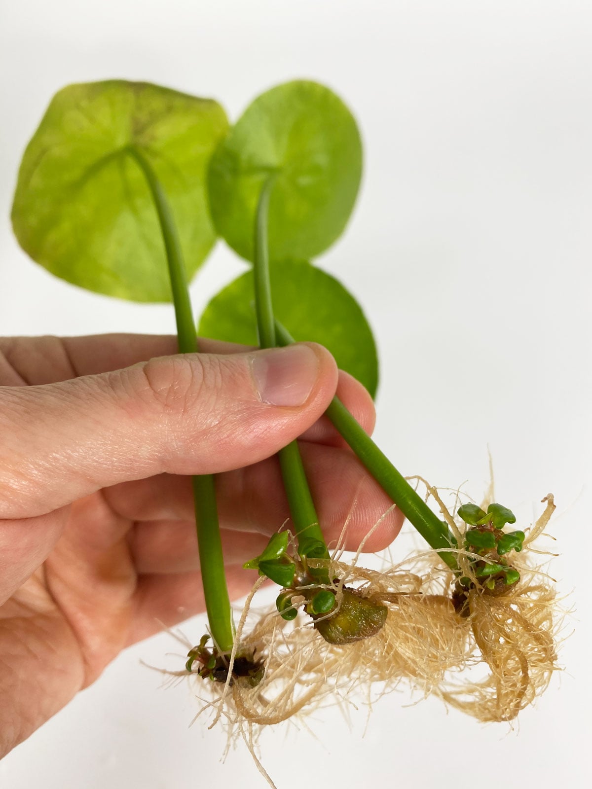 propagating chinese money plant with a leaf
