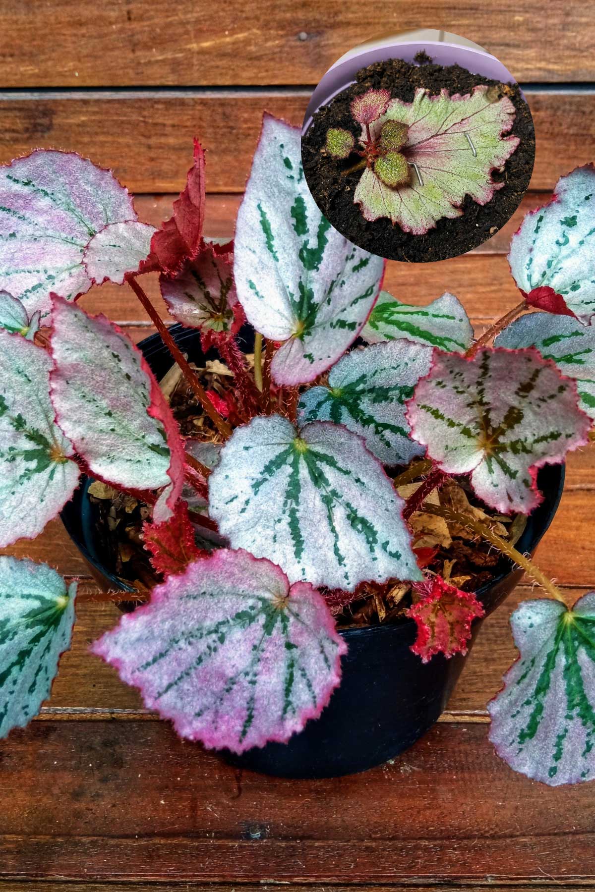 propagating rex begonia with a leaf