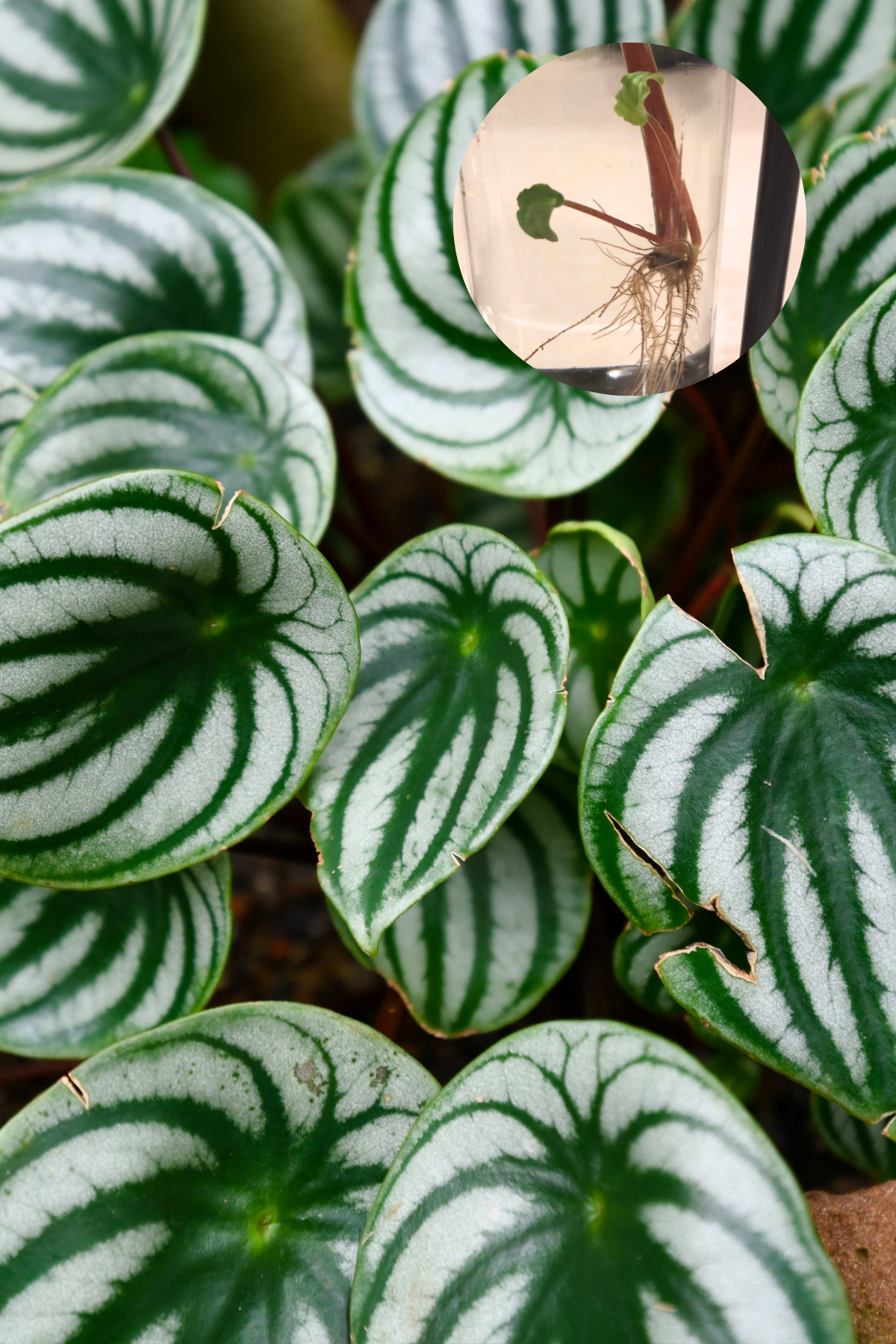 propagating watermelon peperomia with a leaf