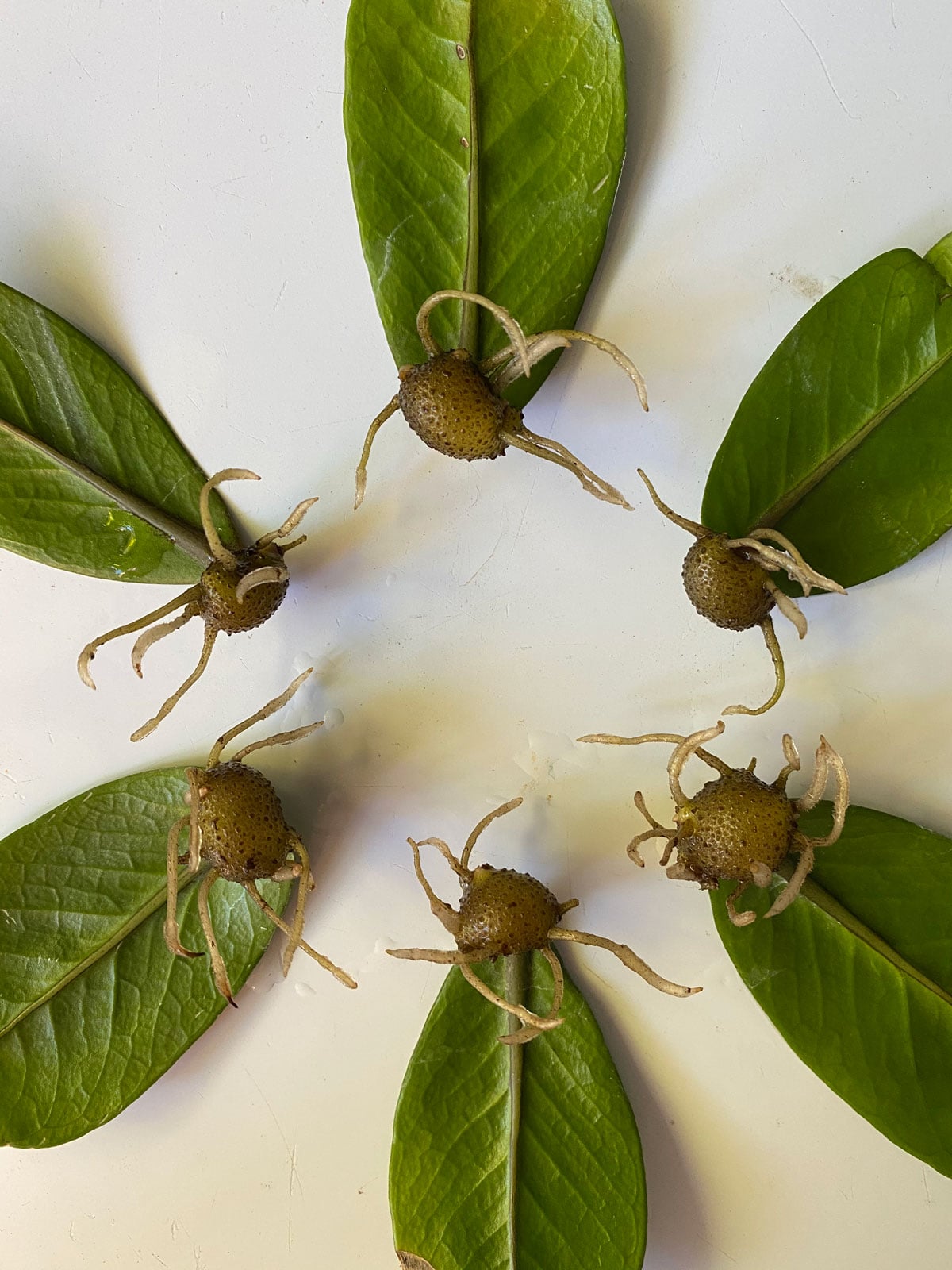 propagating zz plant with a leaf