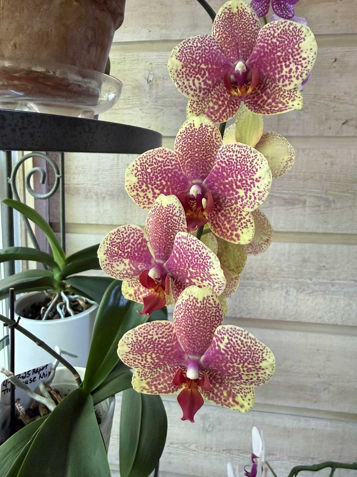 Phalaenopsis orchid growing in bark