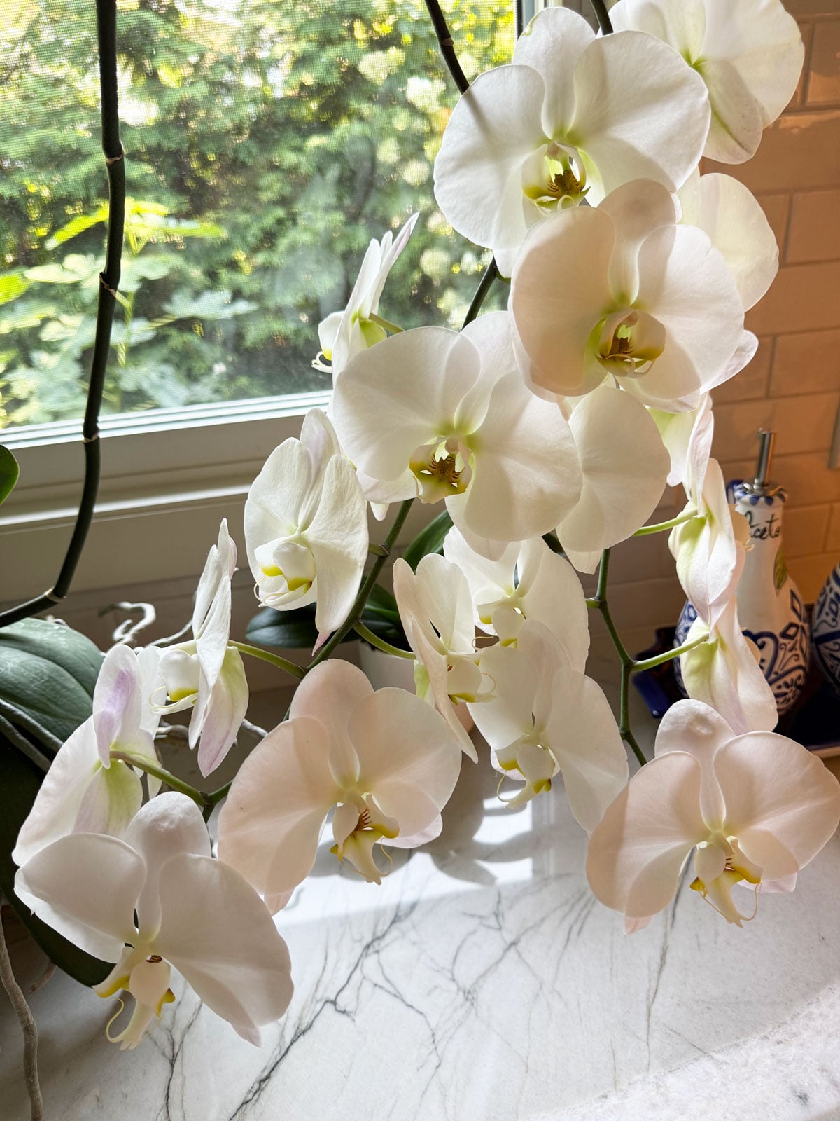 Phalaenopsis orchid growing in sphagnum moss in terracotta pot