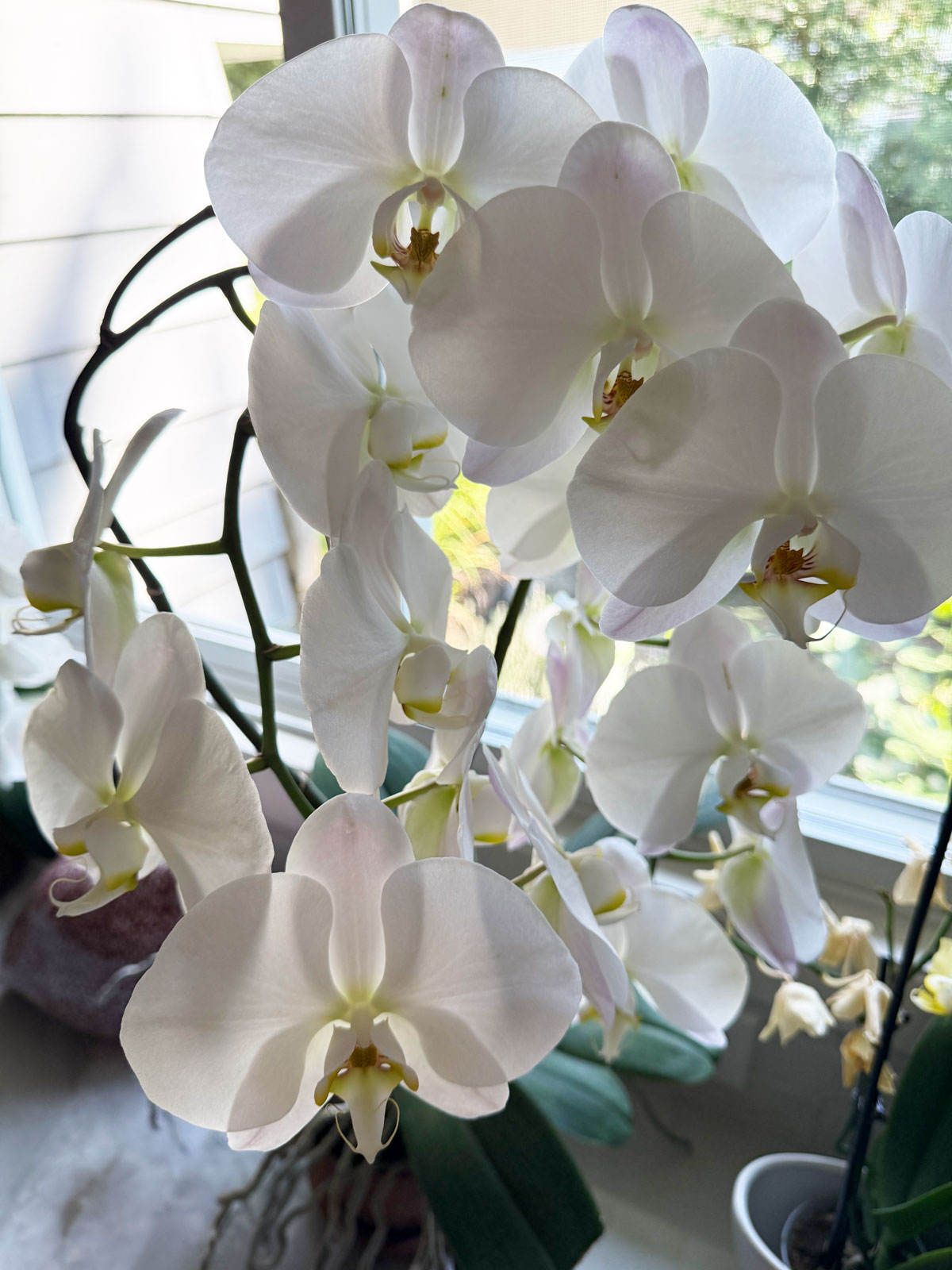white orchid growing in sphagnum moss