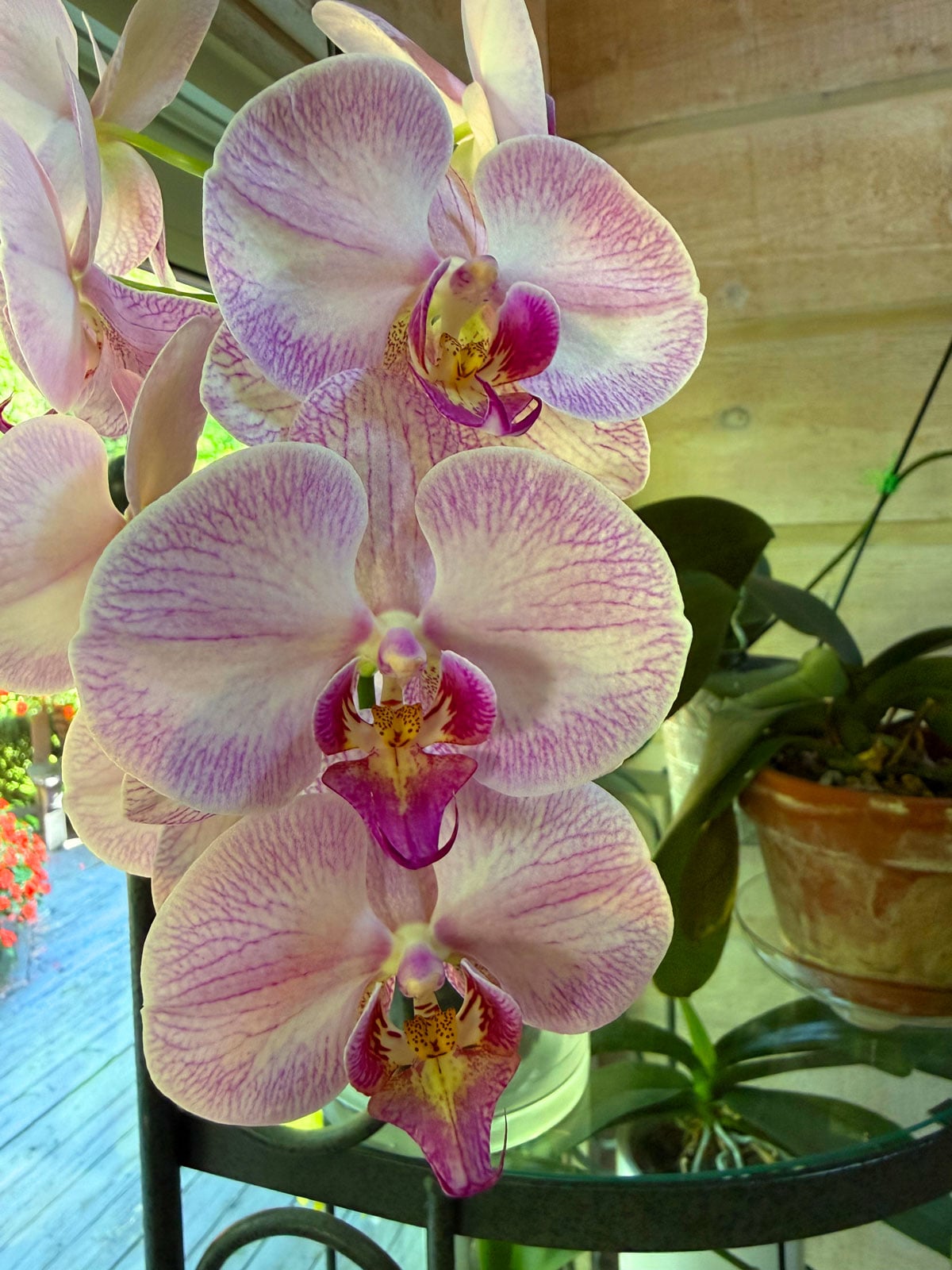Phalaenopsis orchid in bark