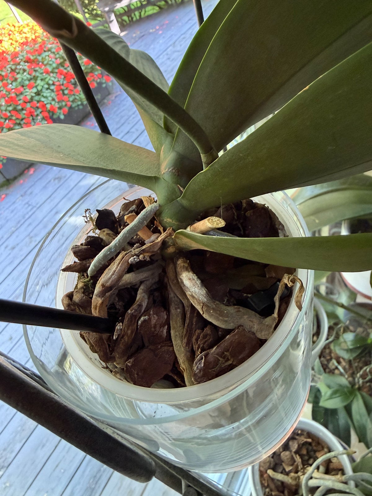 orchid growing in bark mix