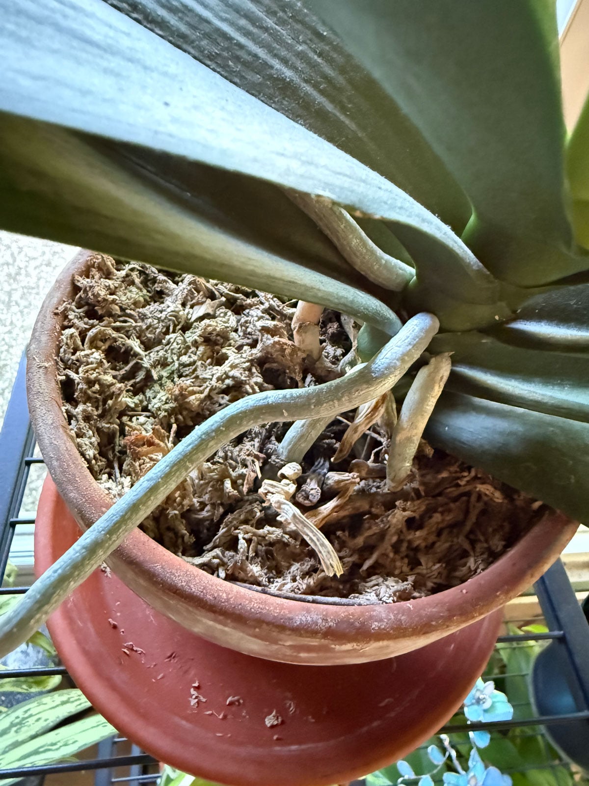 orchid growing in Sphagnum moss in 6 inch terracotta pot