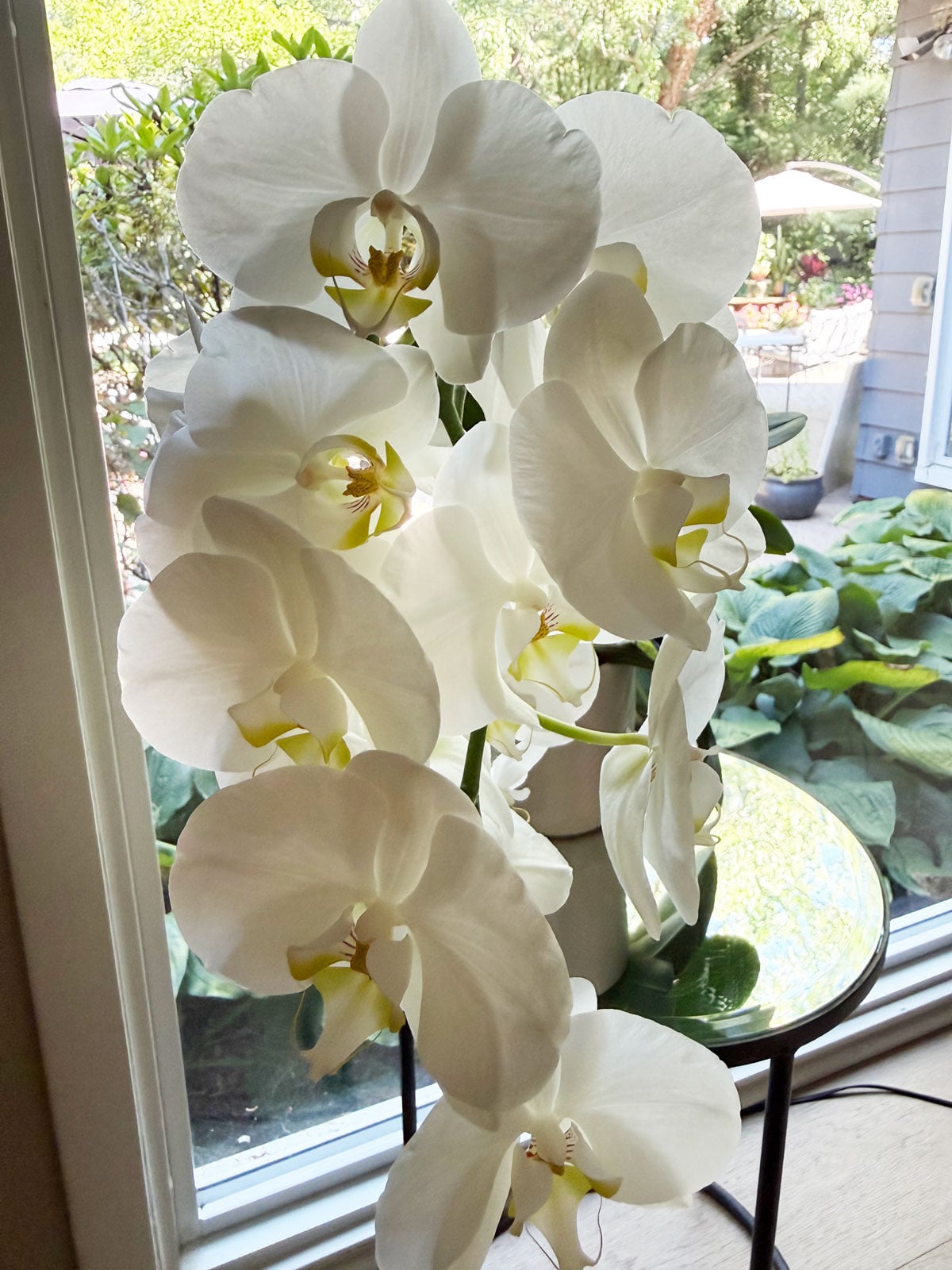 white Phalaenopsis growing in bark