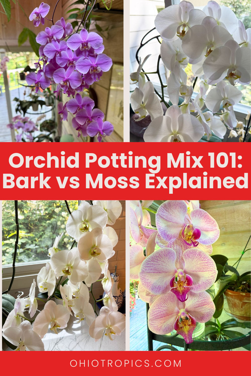 Pinterest image comparing orchids in bark vs moss