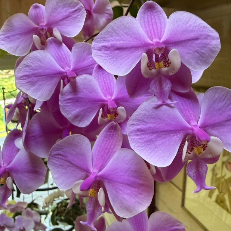 Bark Mix vs. Sphagnum Moss: Which Orchid Potting Medium Is Right for You?