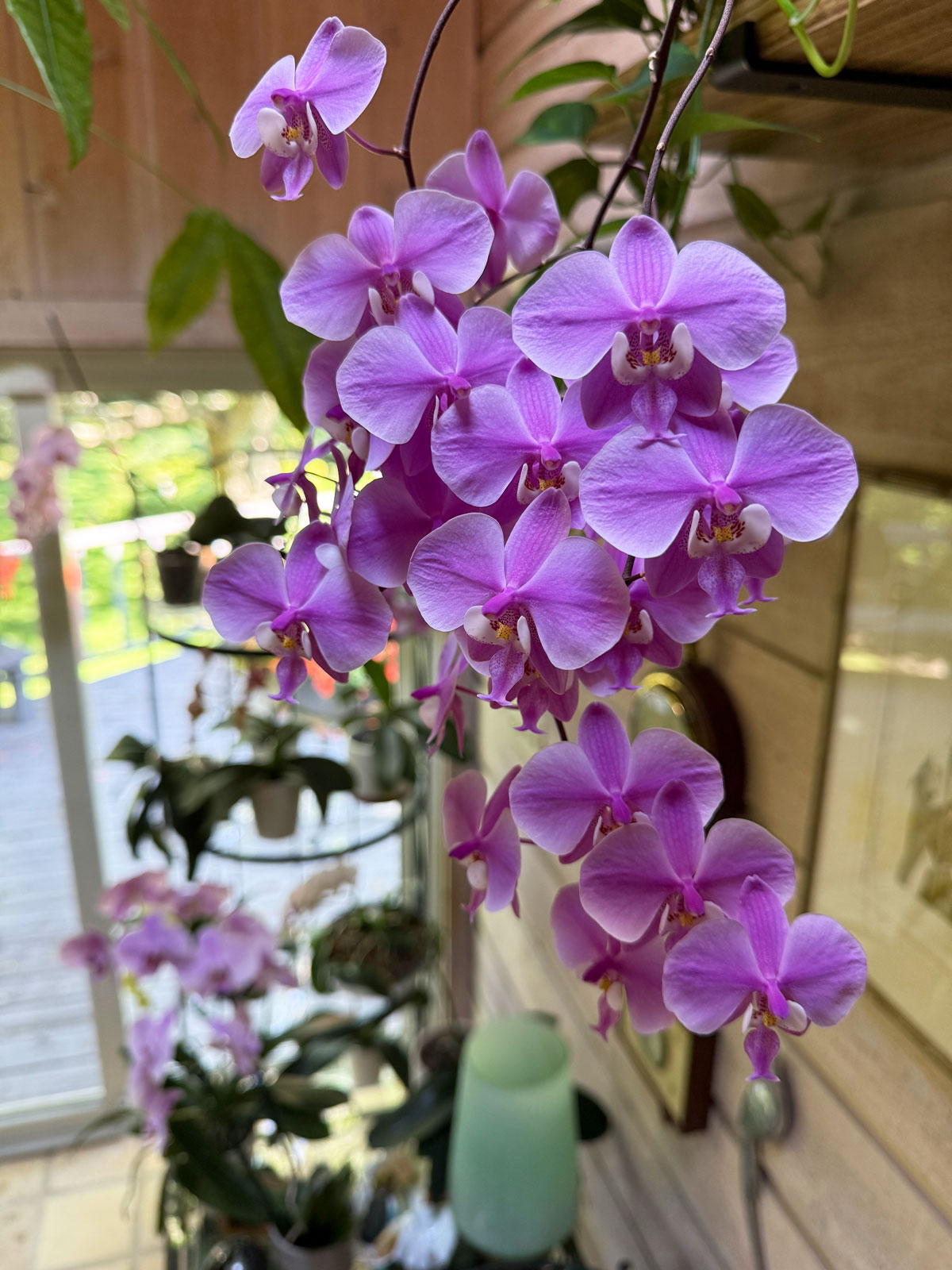 Phalaenopsis schilleriana that I have growing in sphagnum moss