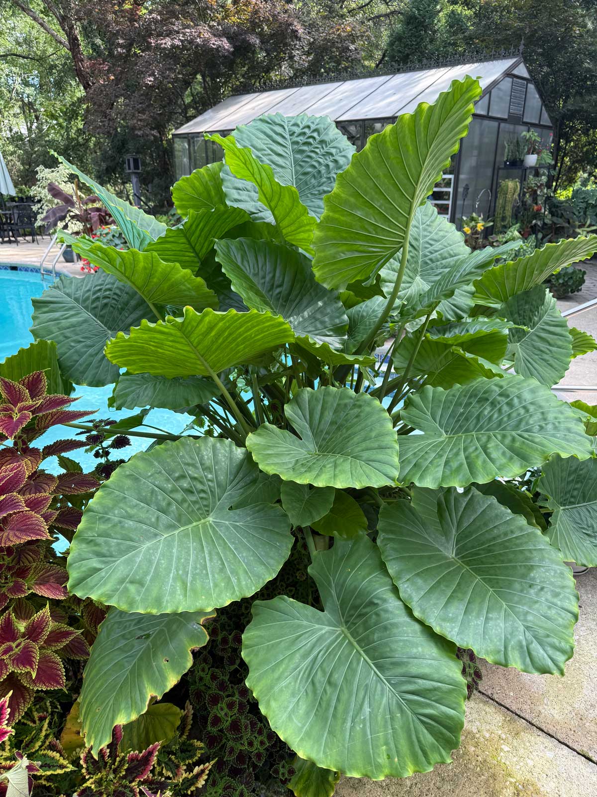 My Alocasia 'California" in a huge pot outdoors