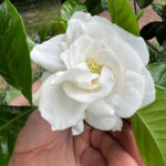 Why Your Gardenia Isn't Blooming (Even Though It Looks Healthy) featured-photo-for-gardenia