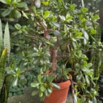 The Minimum Temperature Guide for Bringing Your Plants Indoors This Fall featured--photo-min-temp