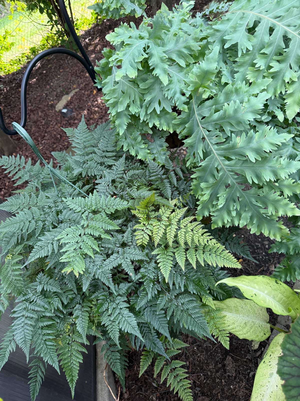 two ferns of mine enjoying the summer outdoors