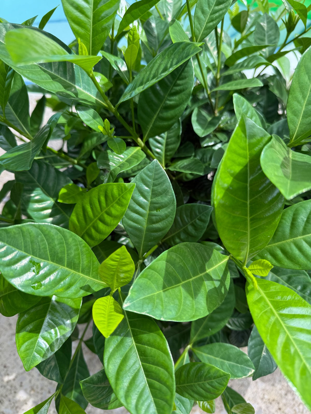 gardenia with no flowers