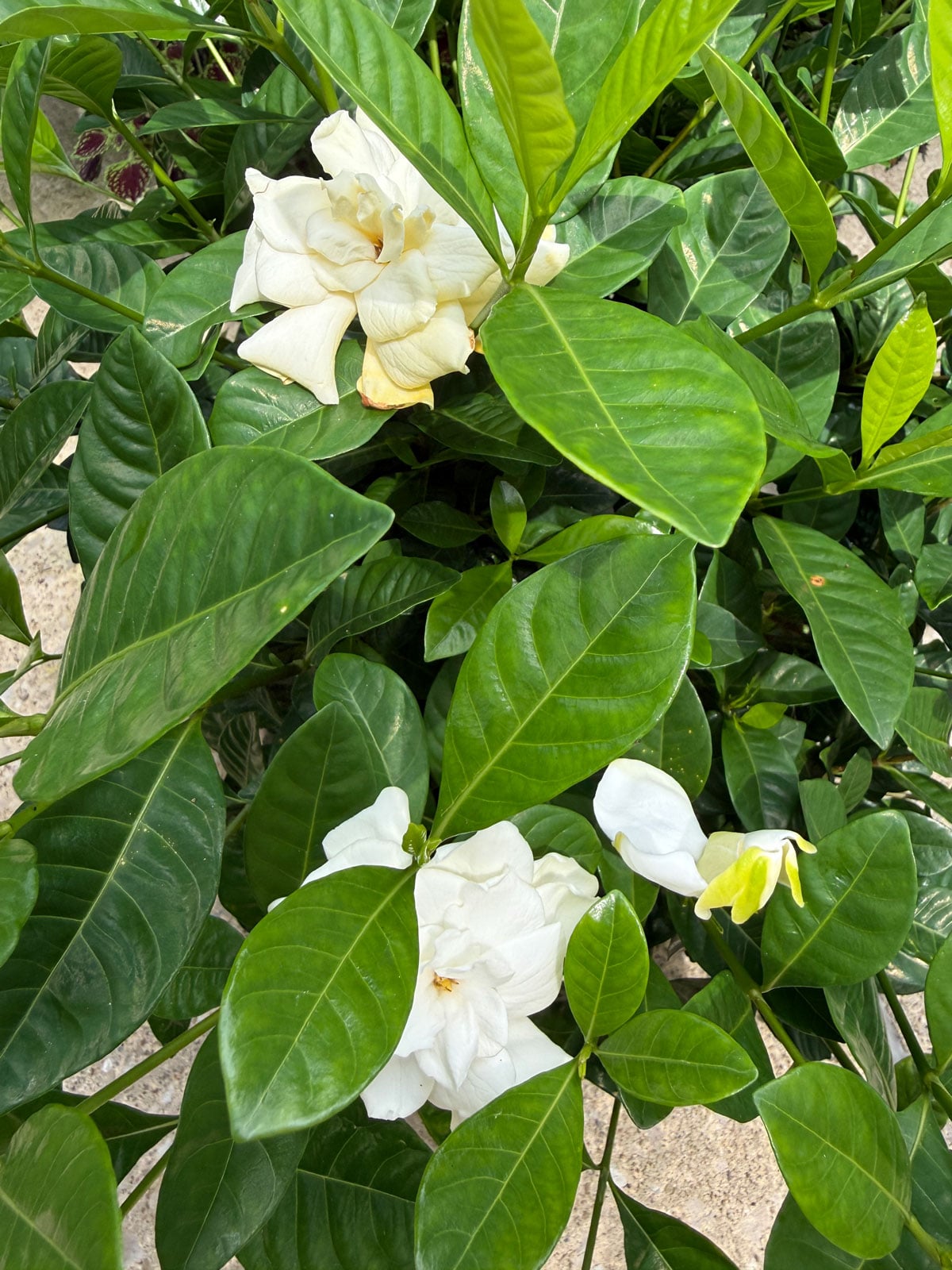 gardenia with only a few flowers