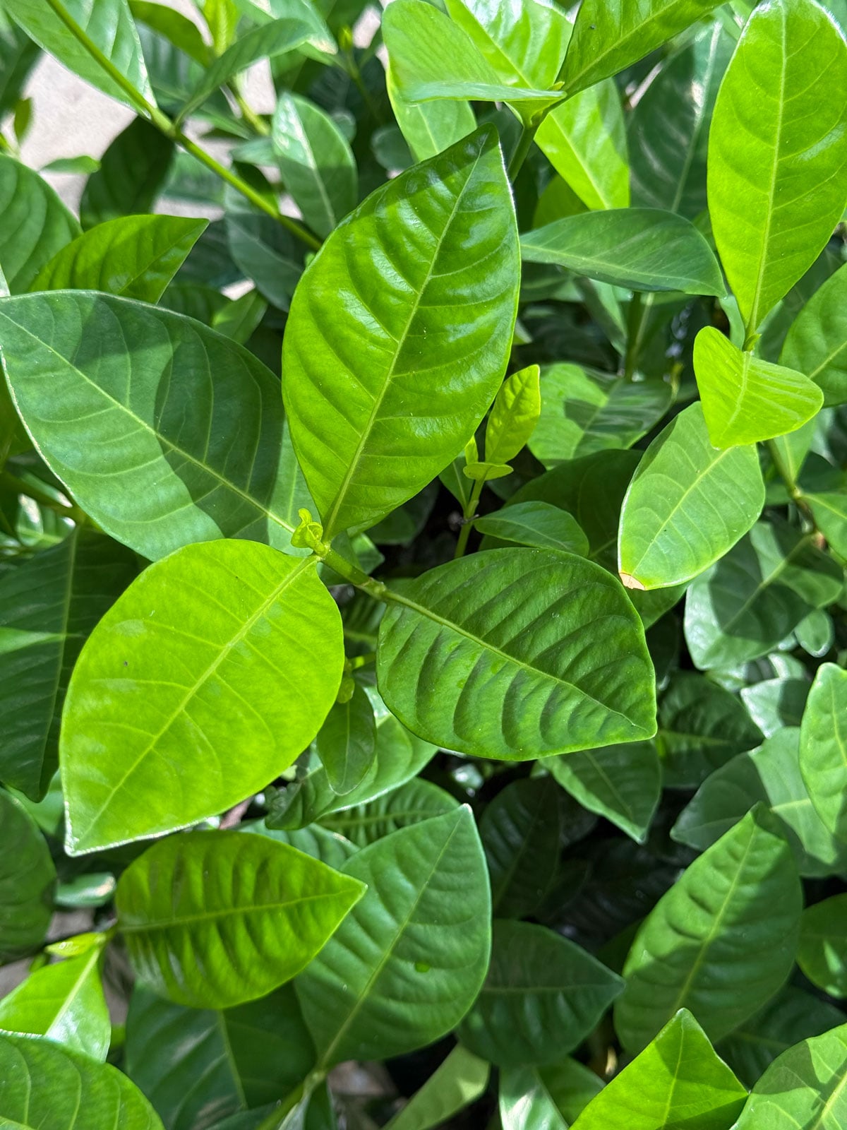 gardenia with only green leaves and no flowers