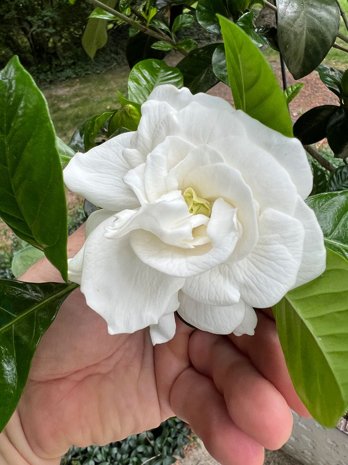 fragrant big gardenia flower