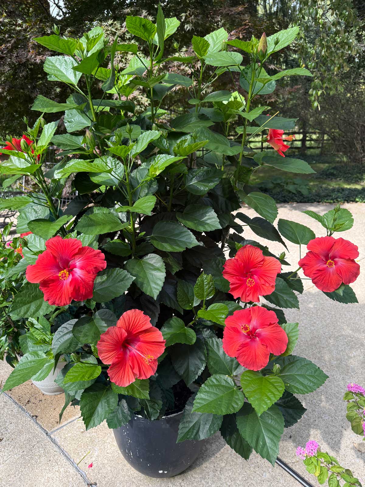 hibiscus plants do not tolerate cold temperatures