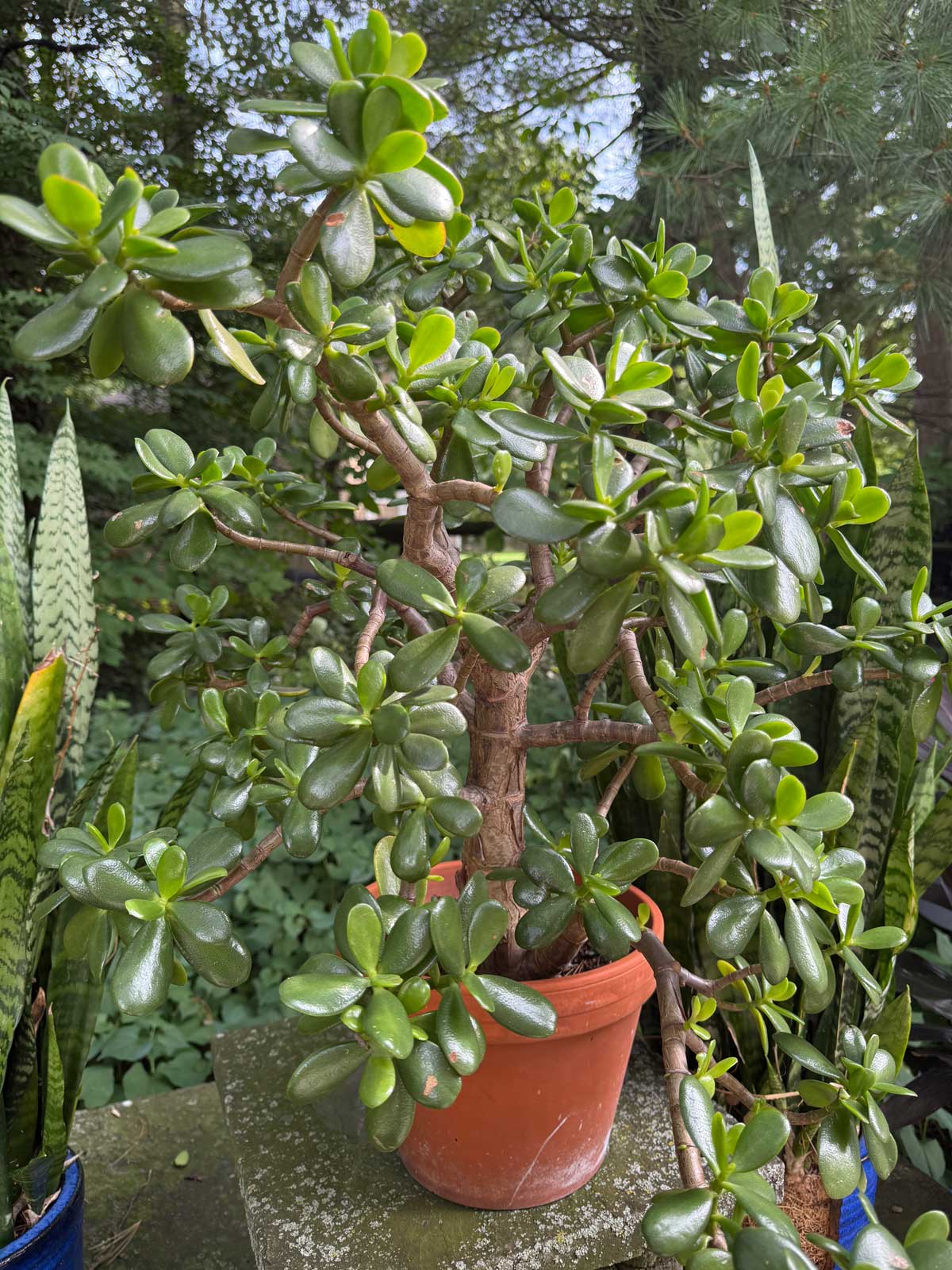 My jade plant summering outdoors
