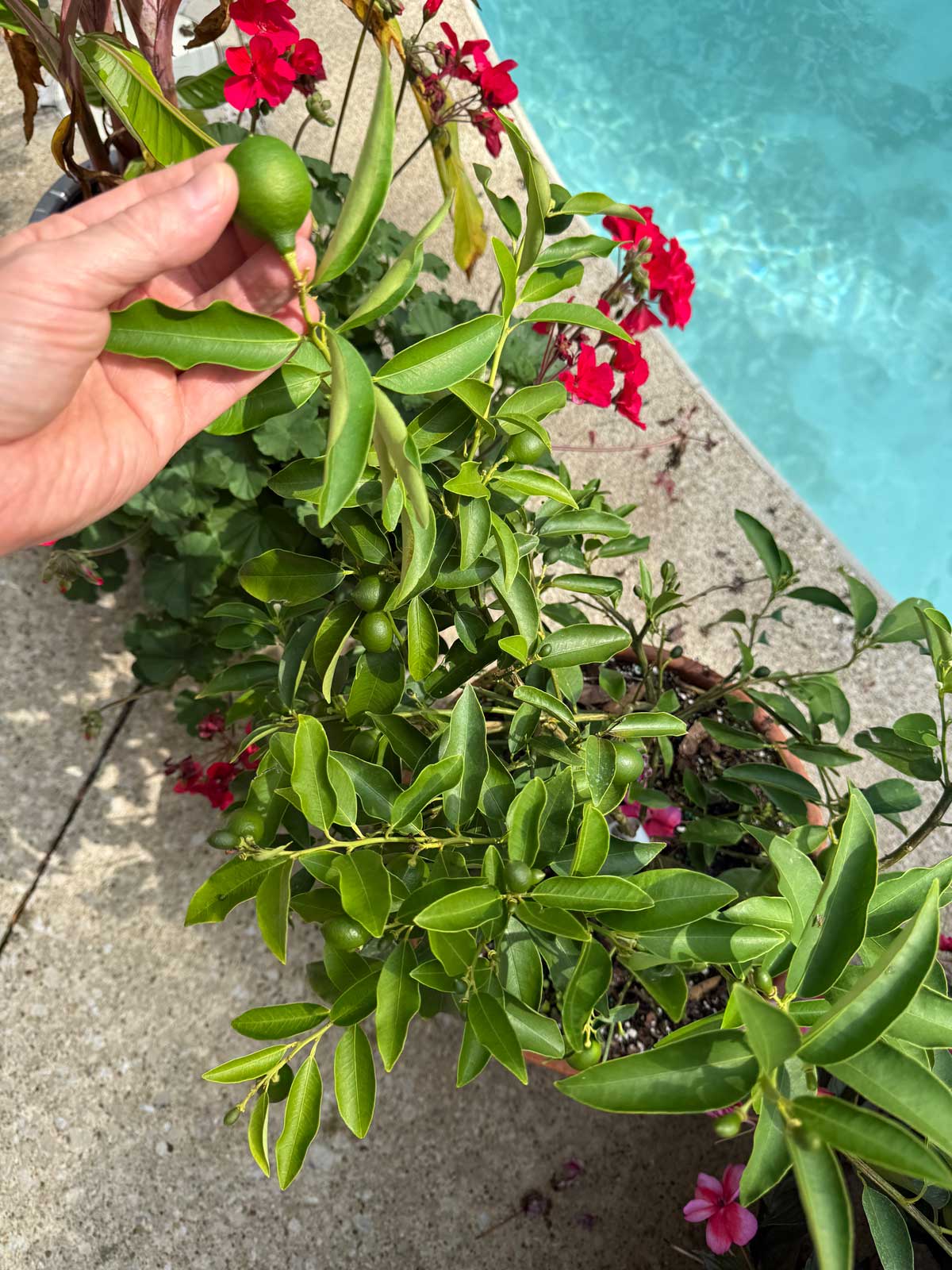 key lime plant outdoors
