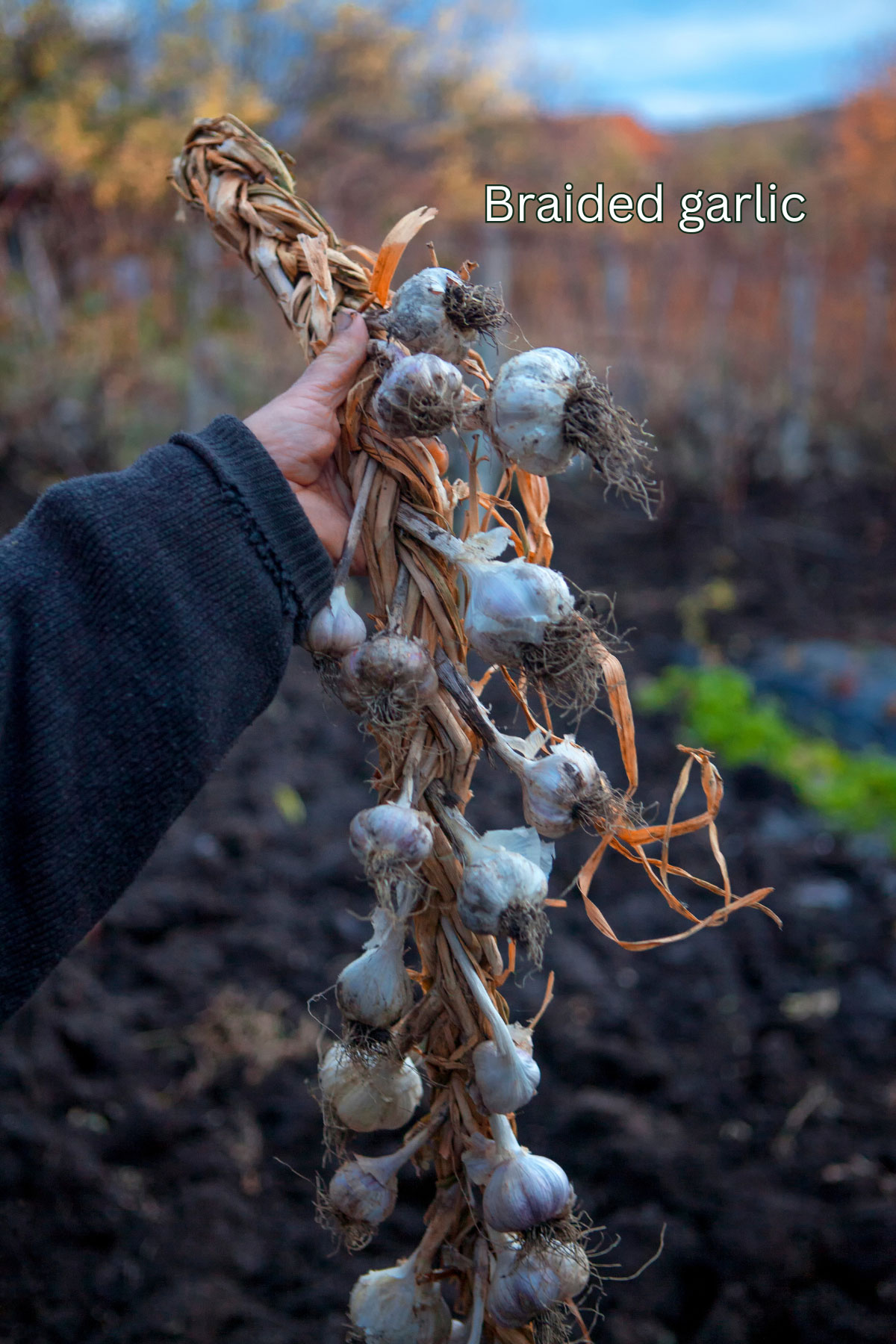 braided garlic