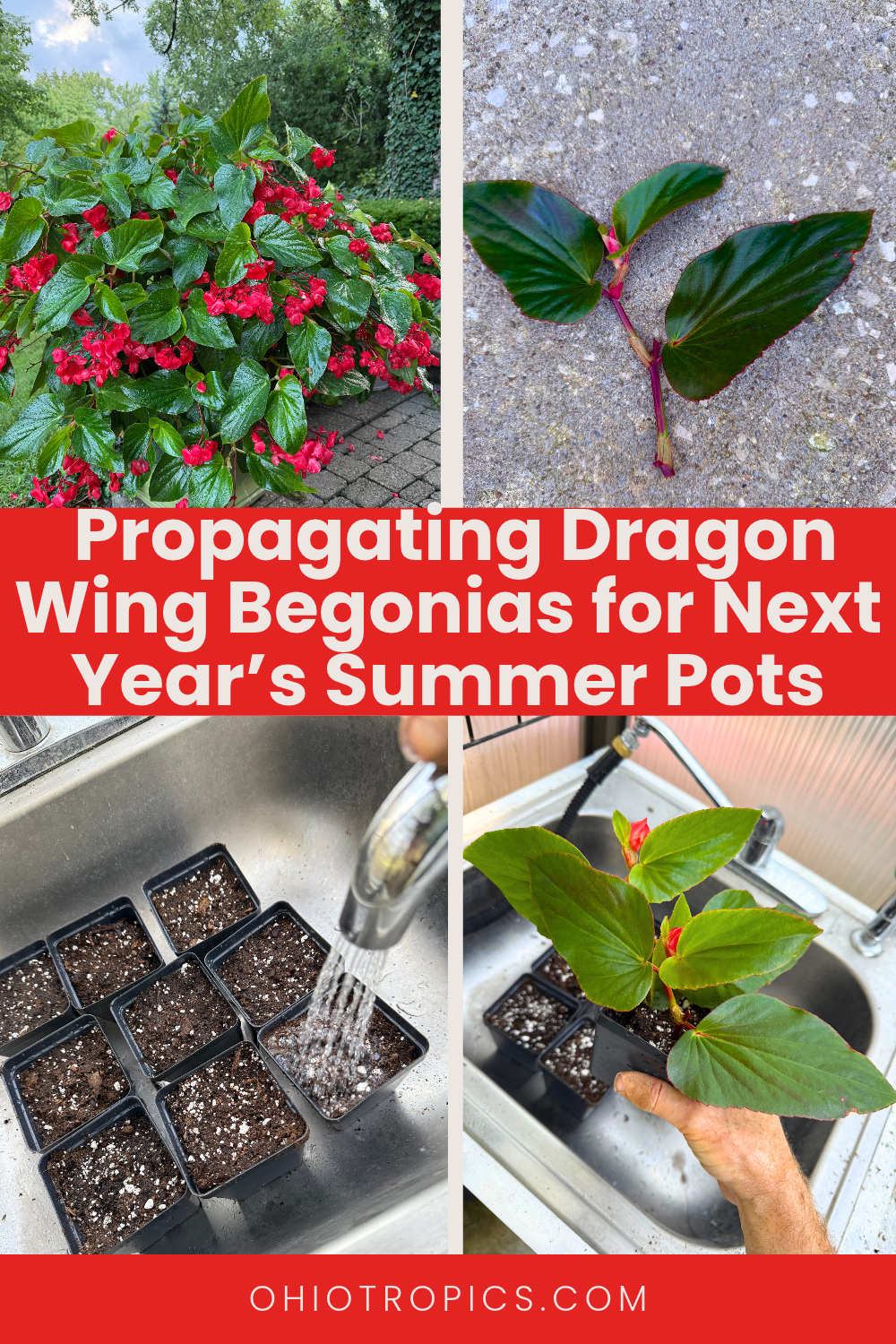 how to propagate dragon wing begonias for next year