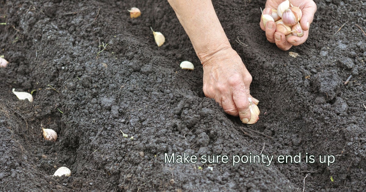 make sure pointy end is up when planting garlic cloves