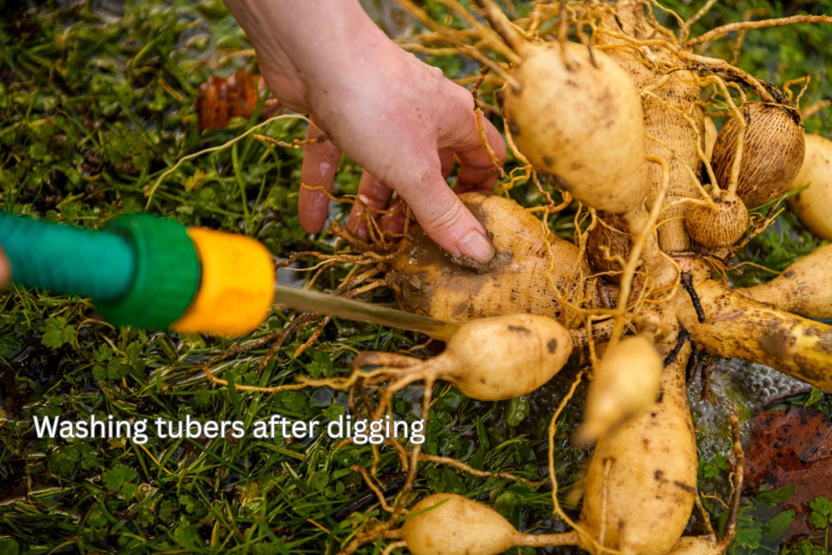washing dahlia tubers before storage