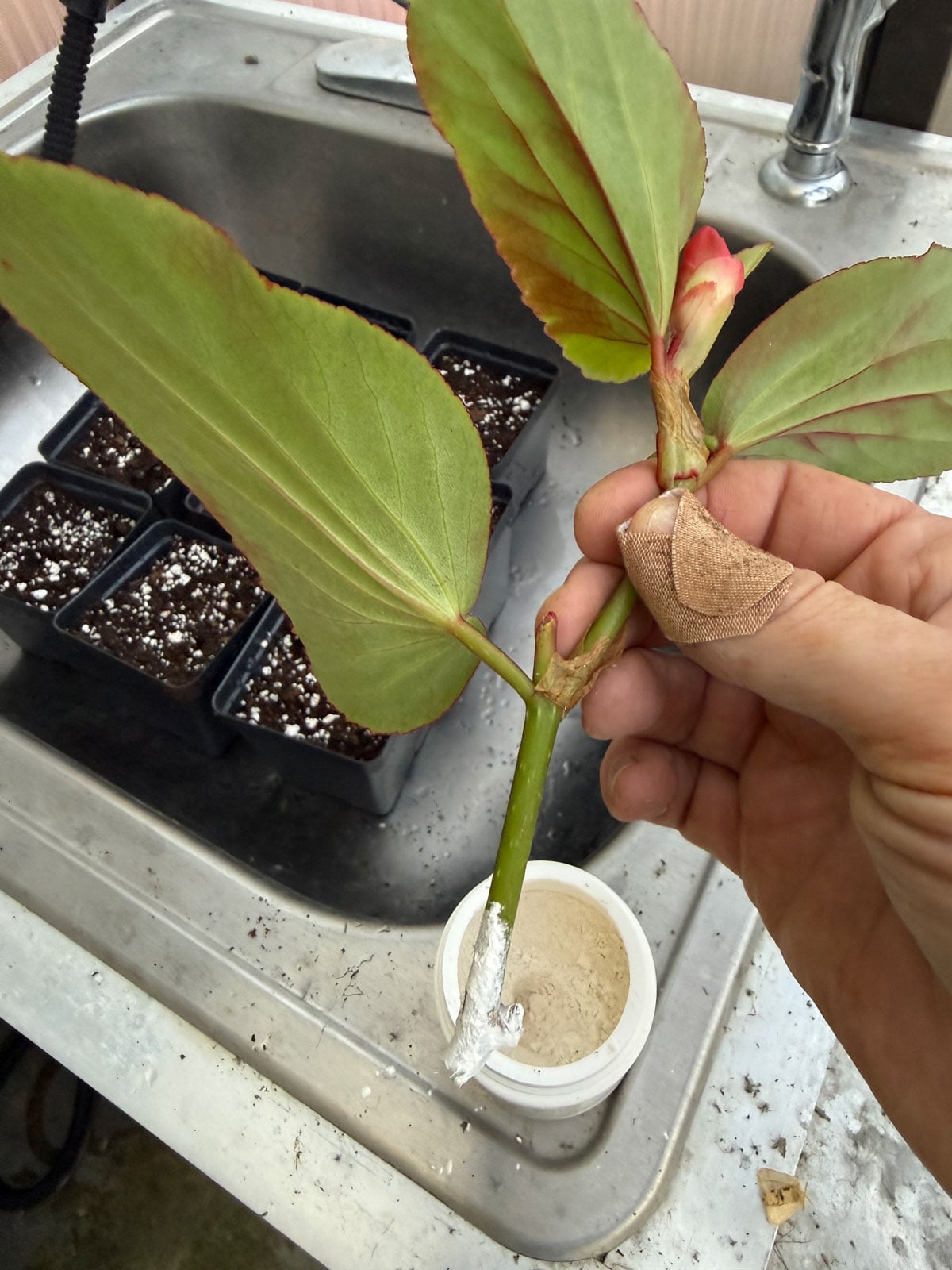 cane begonia cutting reading to plant