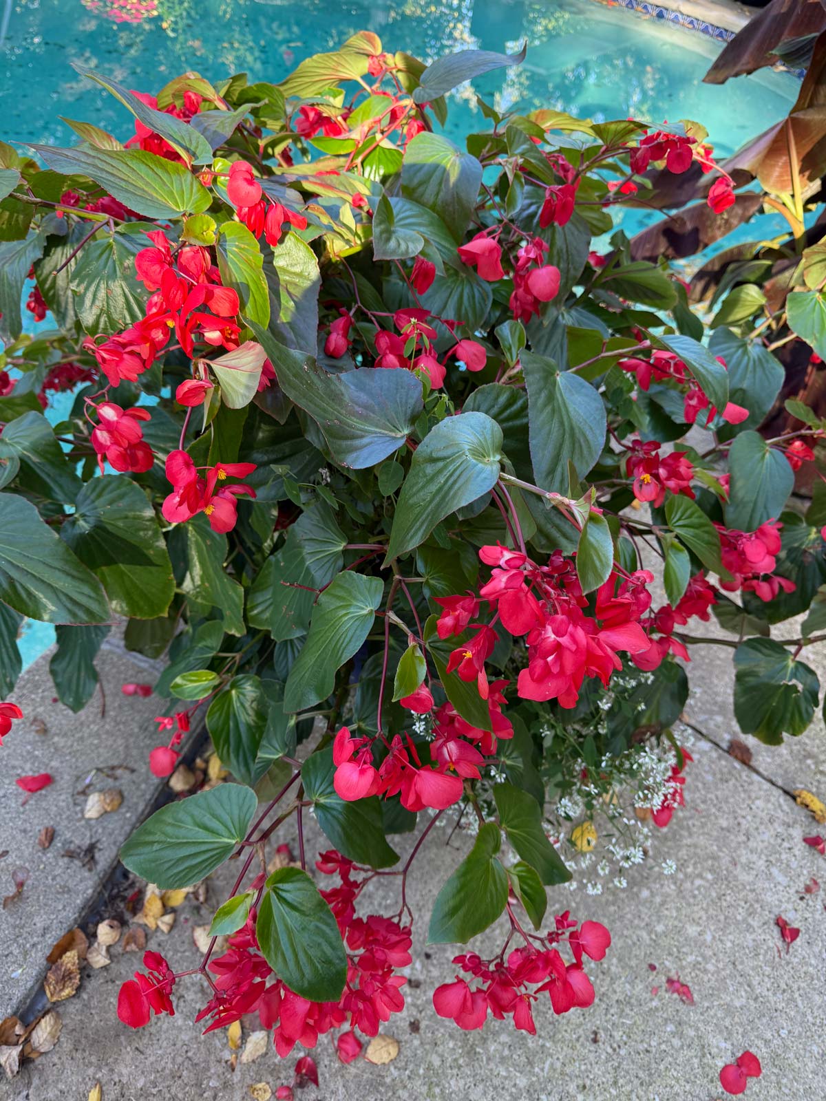 big dragon wing begonia plant in the autumn