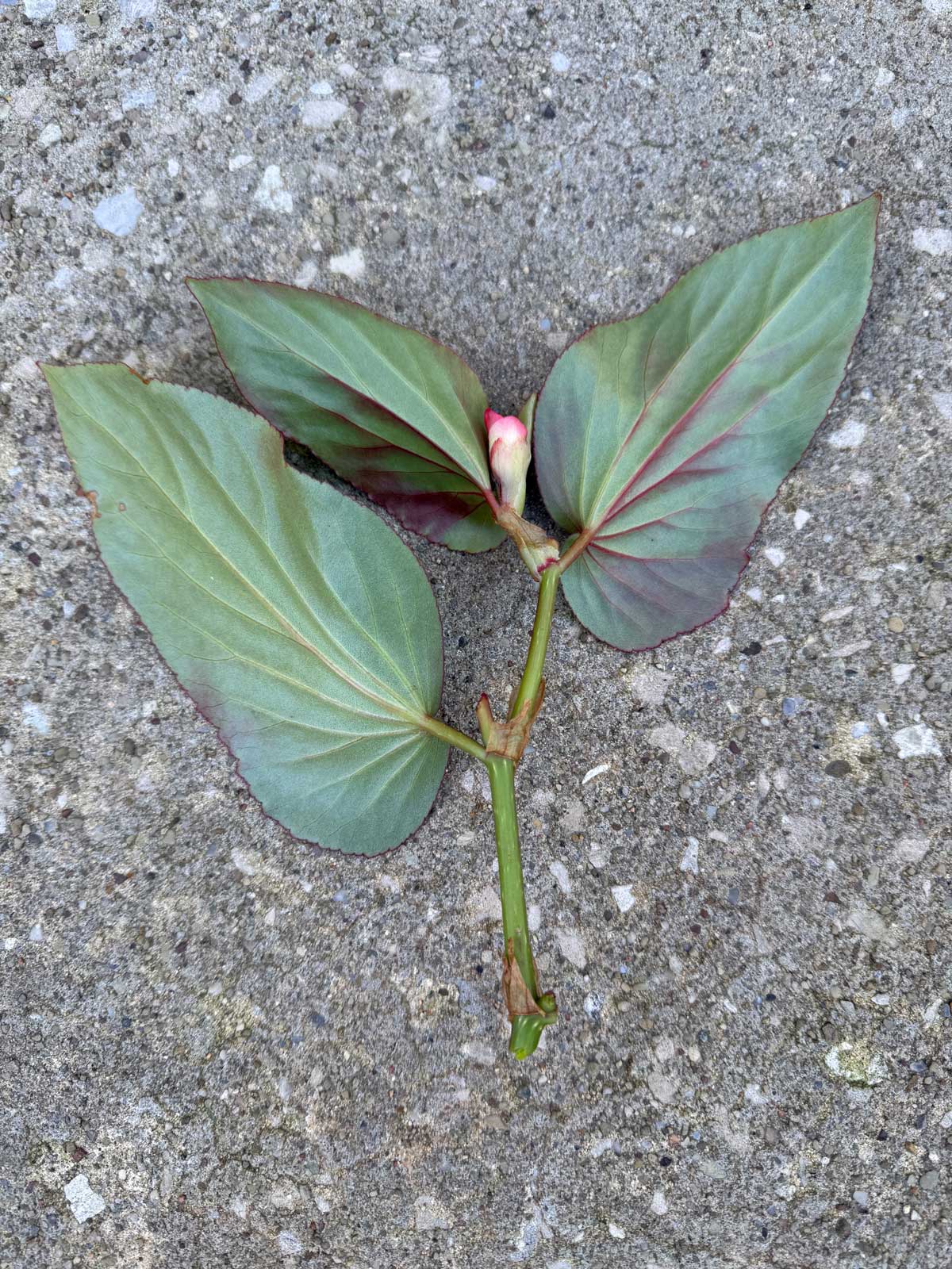 final cutting of dragon wing begonia before planting in soil