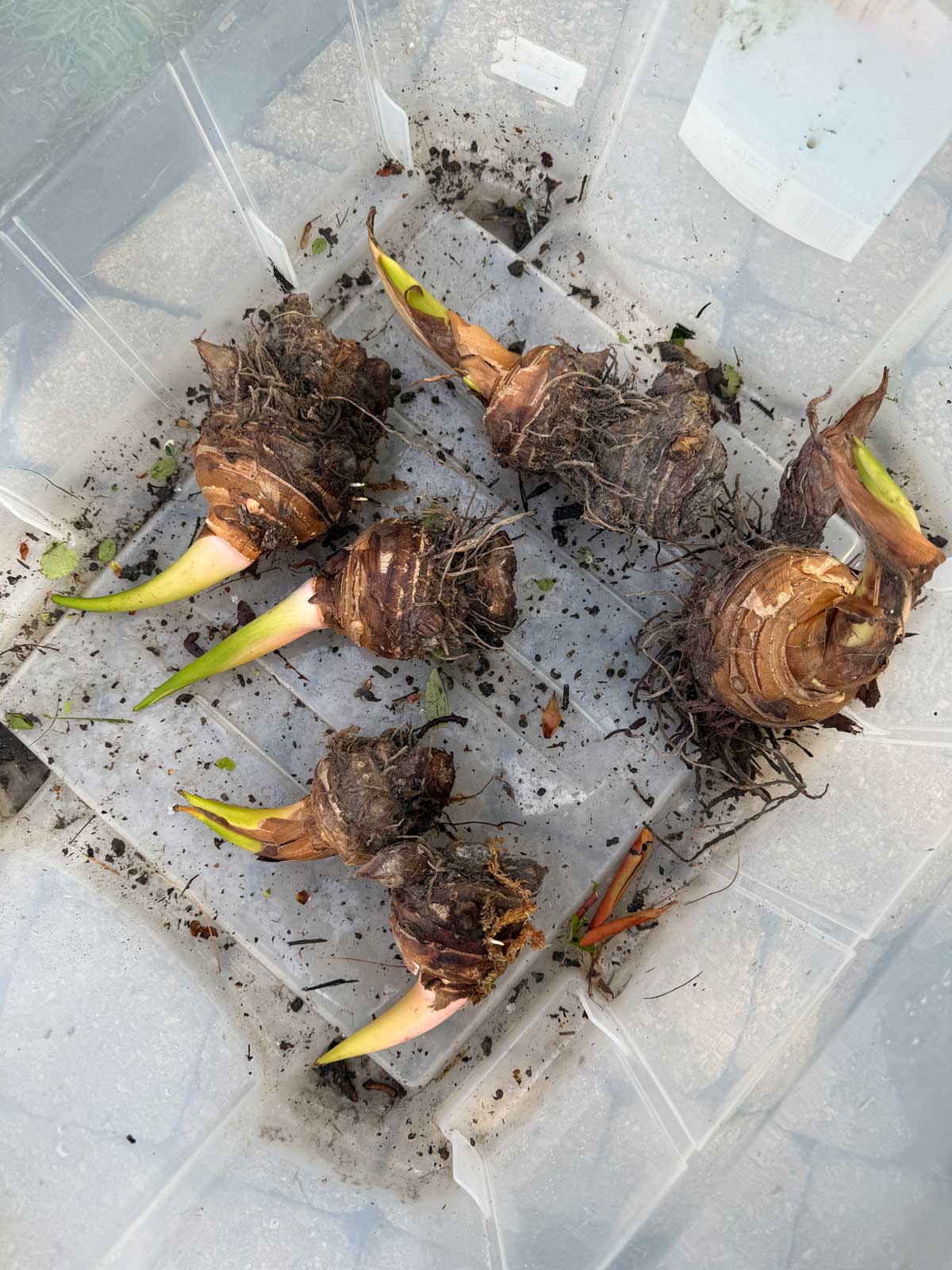 colocasia corms in spring