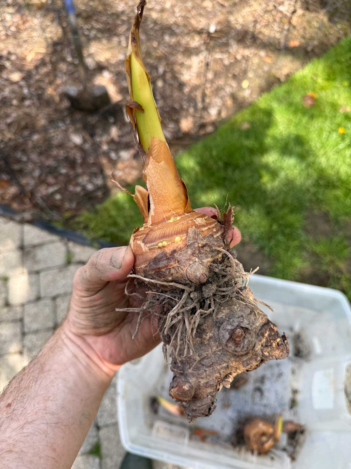 colocasia corm in spring with old tuber and new tuber