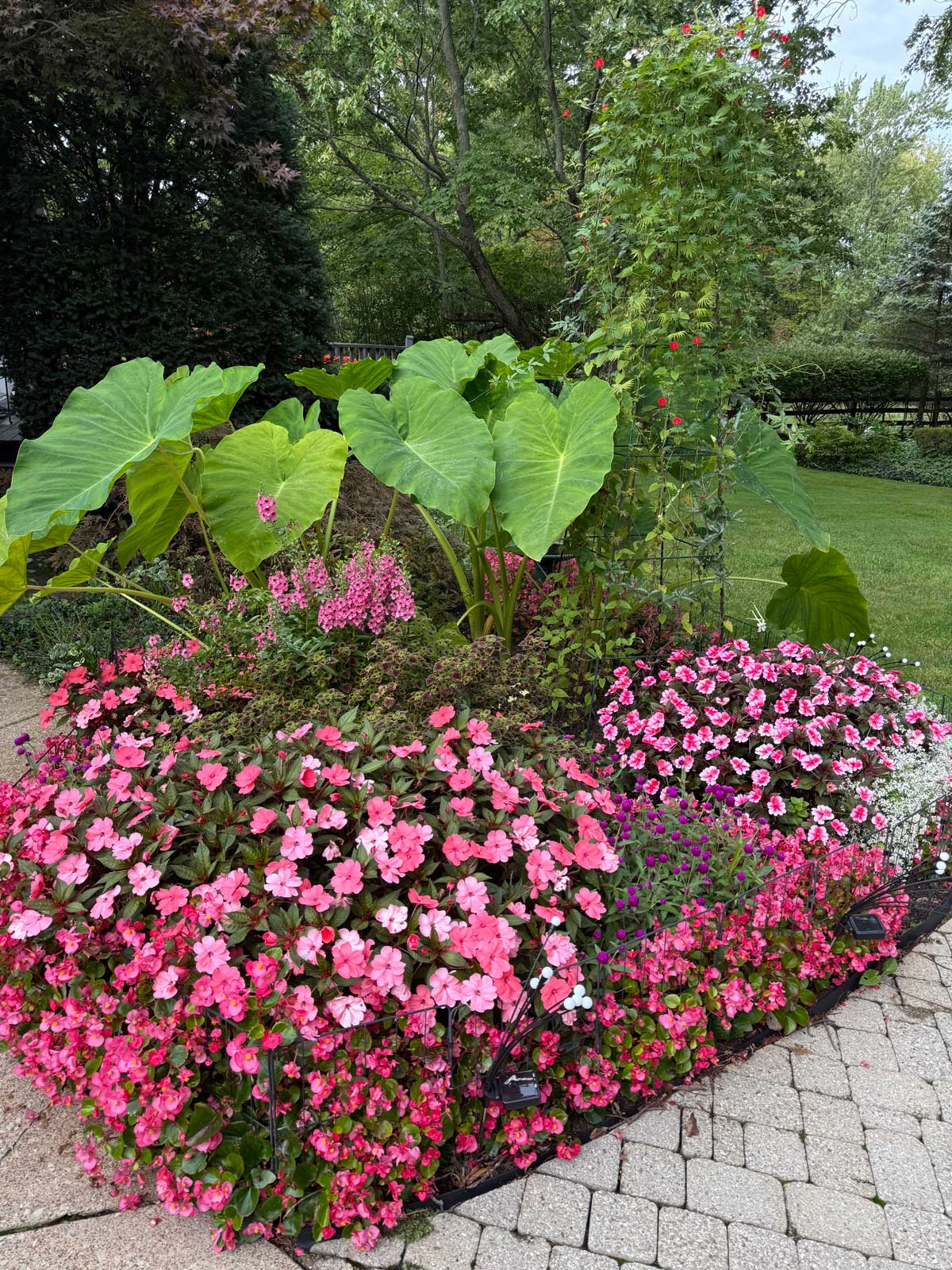 colocasia in my garden with annuals