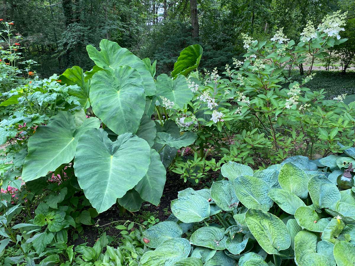 colocasia esculenta is great in mixed plantings in the garden