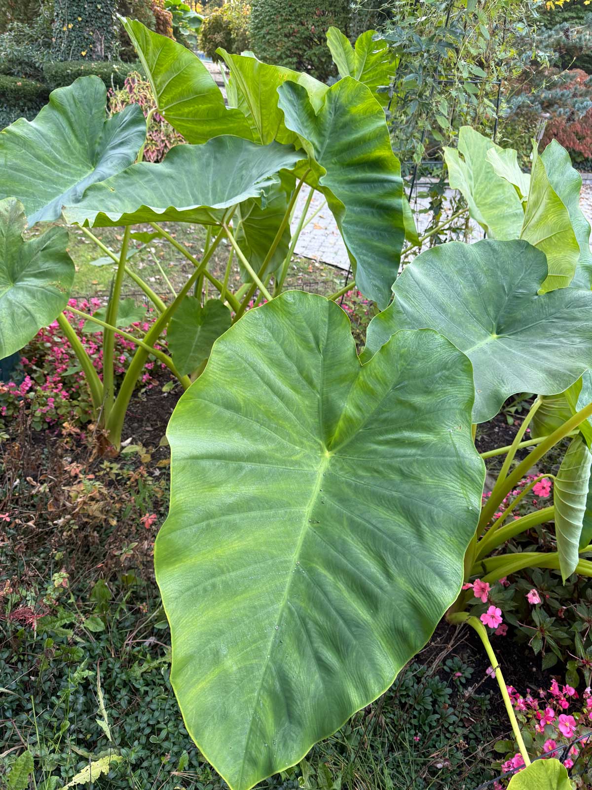 colocasia in october in my garden