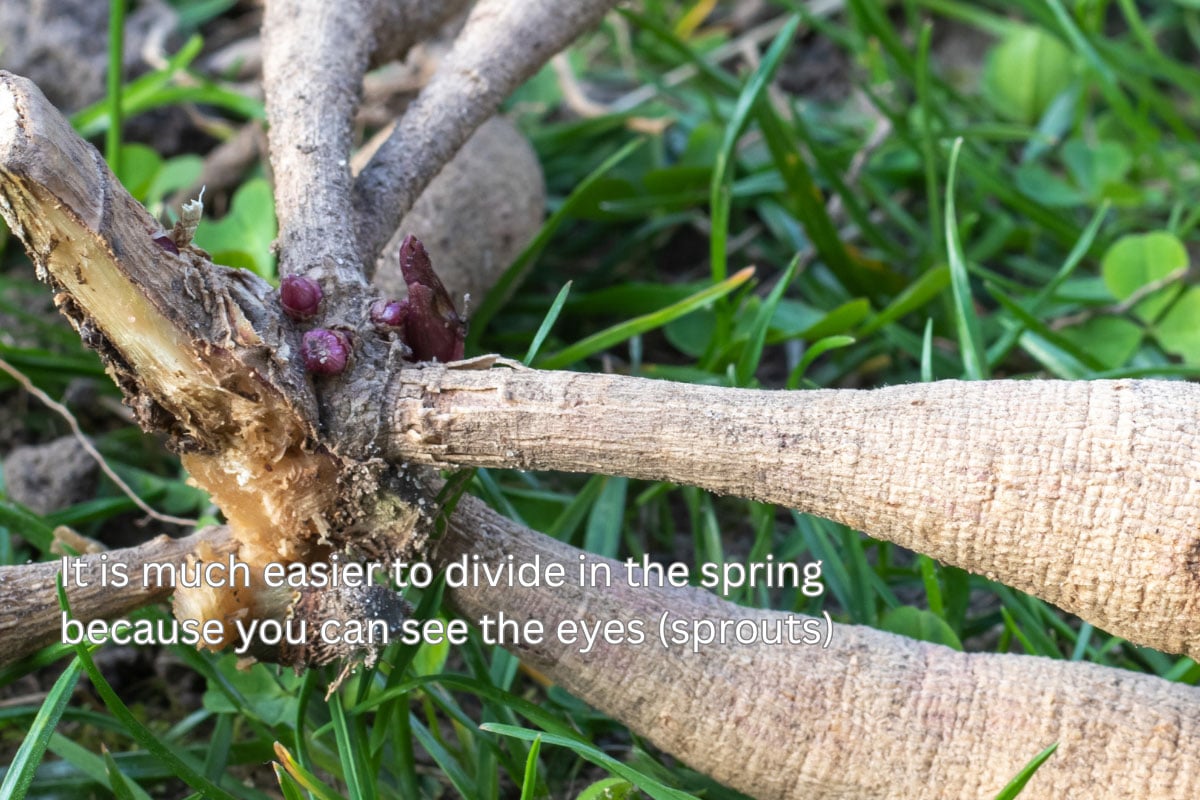 eyes on dahlia tubers