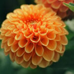 How to Dig, Divide, and Store Dahlia Tubers for Winter how to dig up and store dahlia tubers