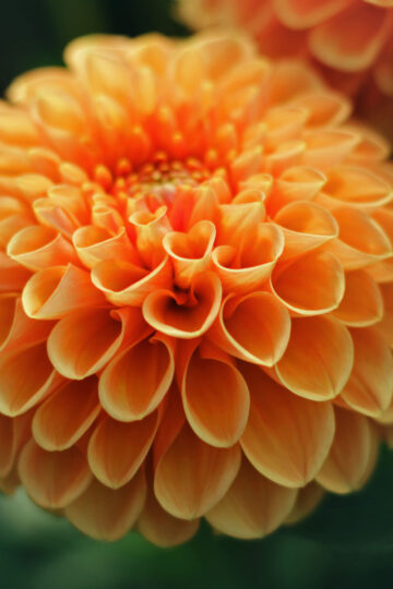 how to dig up and store dahlia tubers