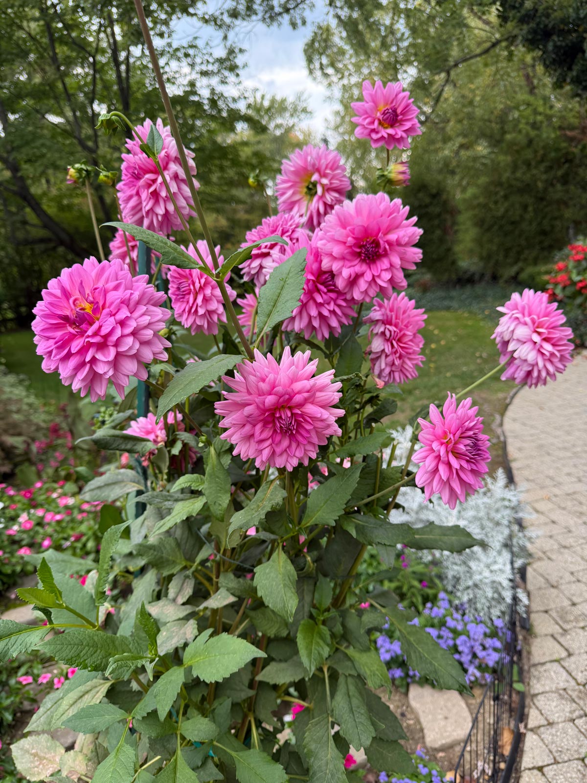 dahlias keep blooming until frost