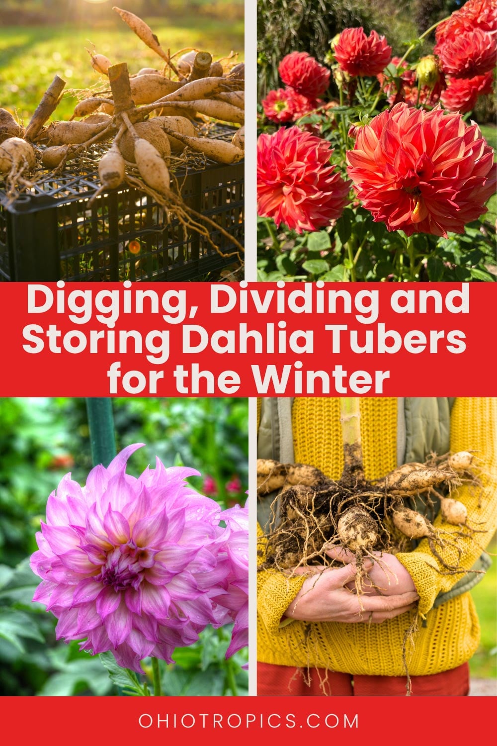 how to dig and store dahlias for the winter