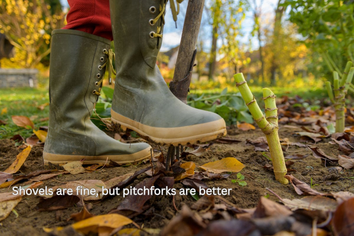 using pitchfork to dig up dahlias